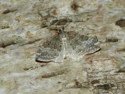 Réf. 222 216 : Perizoma hydrata